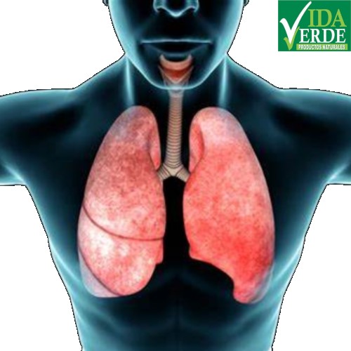 Sistema Respiratorio